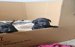 Labrador Retriever dogs for sale: Chunky Family Labrador Puppies  - Image 9