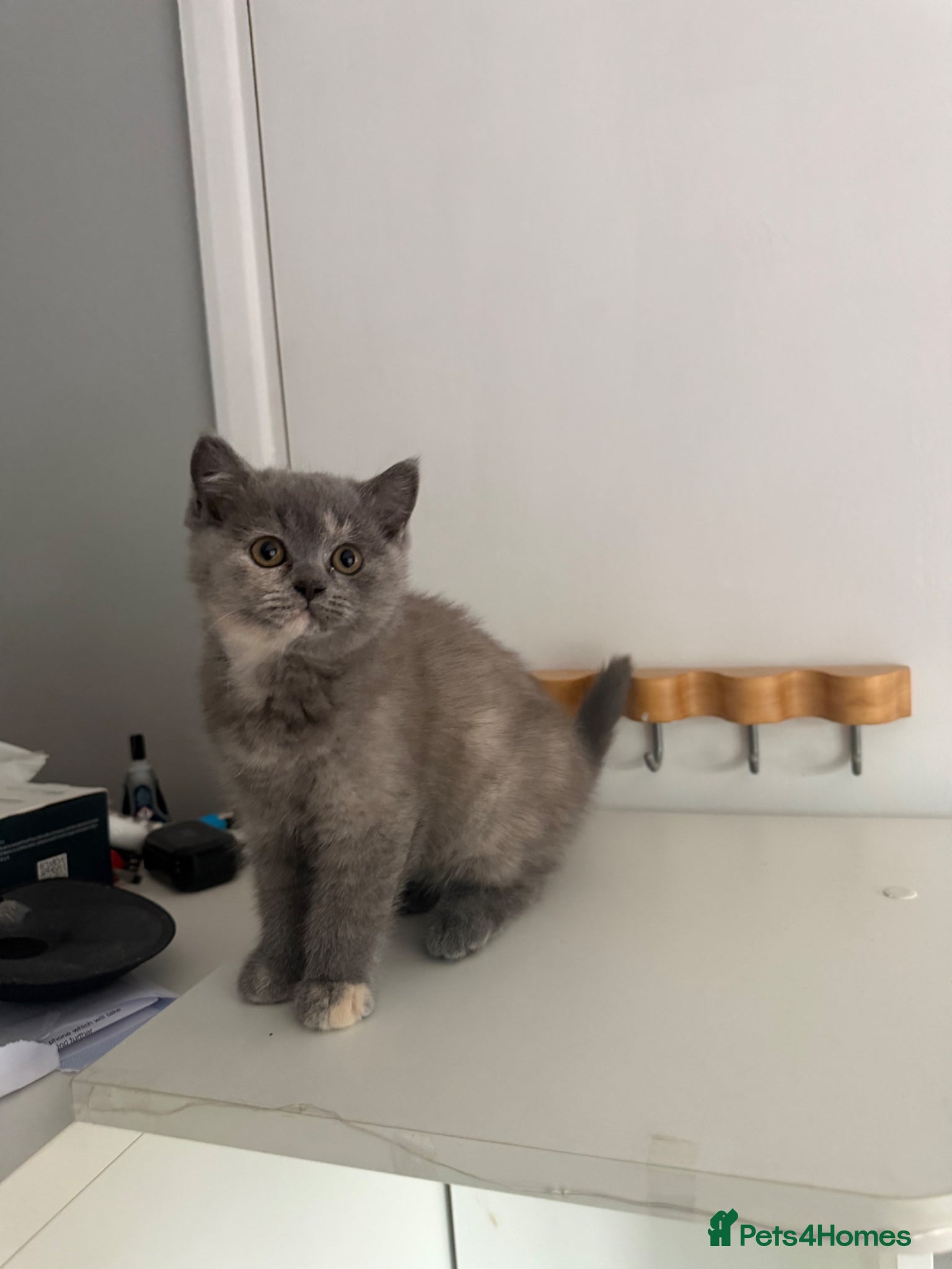 British Shorthair cats for sale: Two 😍 kittens ready for a new home 🏡 🐱  in Enfield - Advert 3