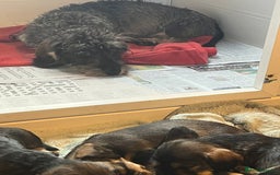 Dachshund dogs for sale: Kc Standard Wire Haired Dachshund Puppies - Image 7