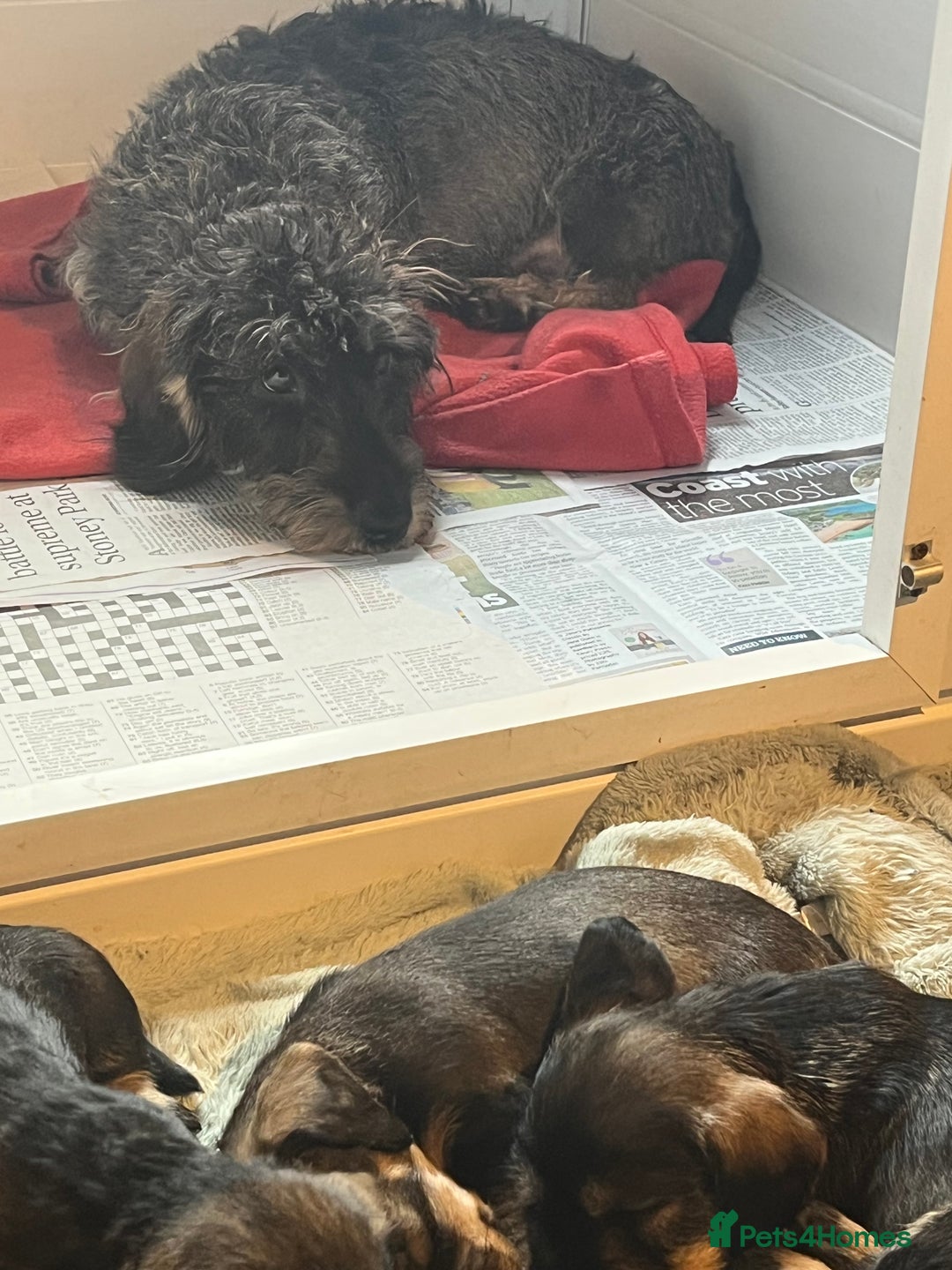 Dachshund dogs for sale: Kc Standard Wire Haired Dachshund Puppies - Image 7