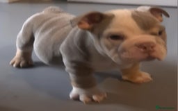 English Bulldog dogs for sale: Kc reg British bulldogs  - Image 29