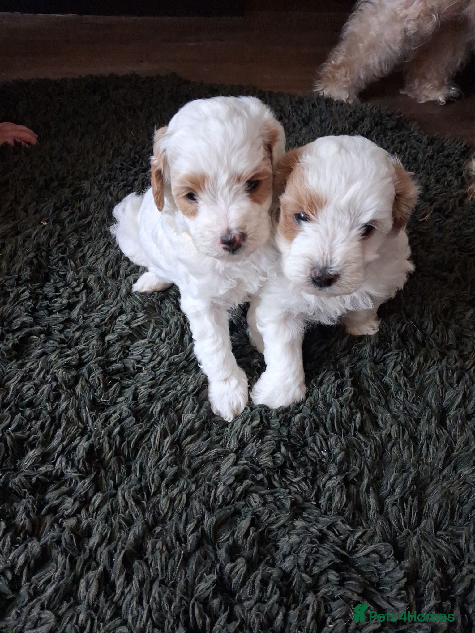 Maltipoo dogs Stunning Maltipoo Puppies Available from 15.09.26 - Advert 9