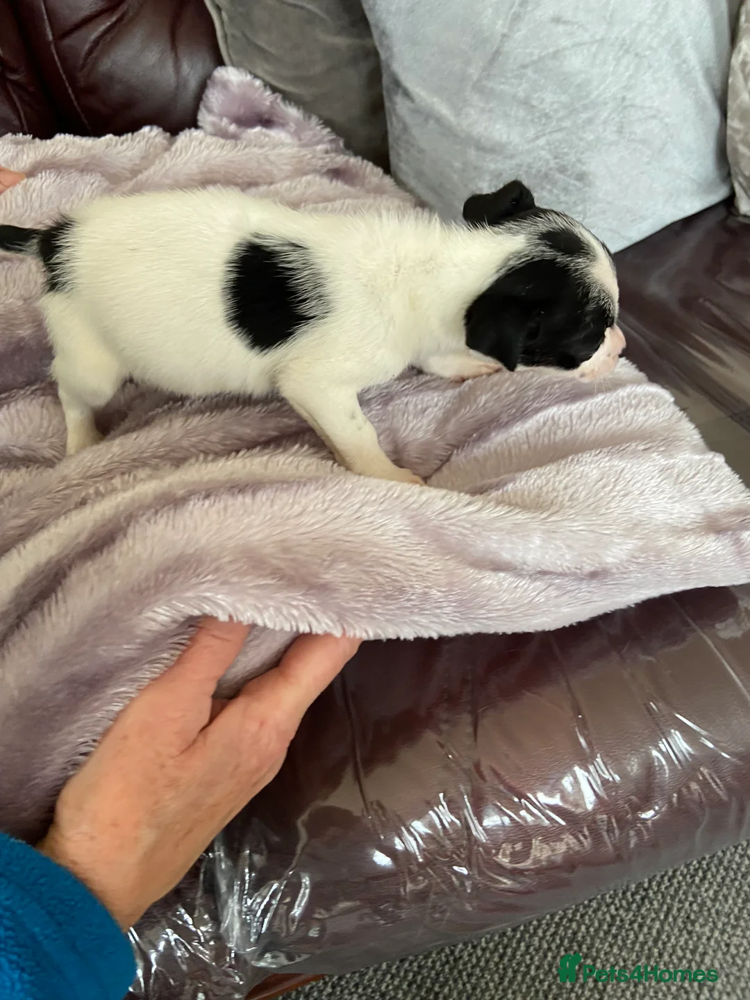 Jack Russell dogs for sale: Jack Russell  - Advert 7