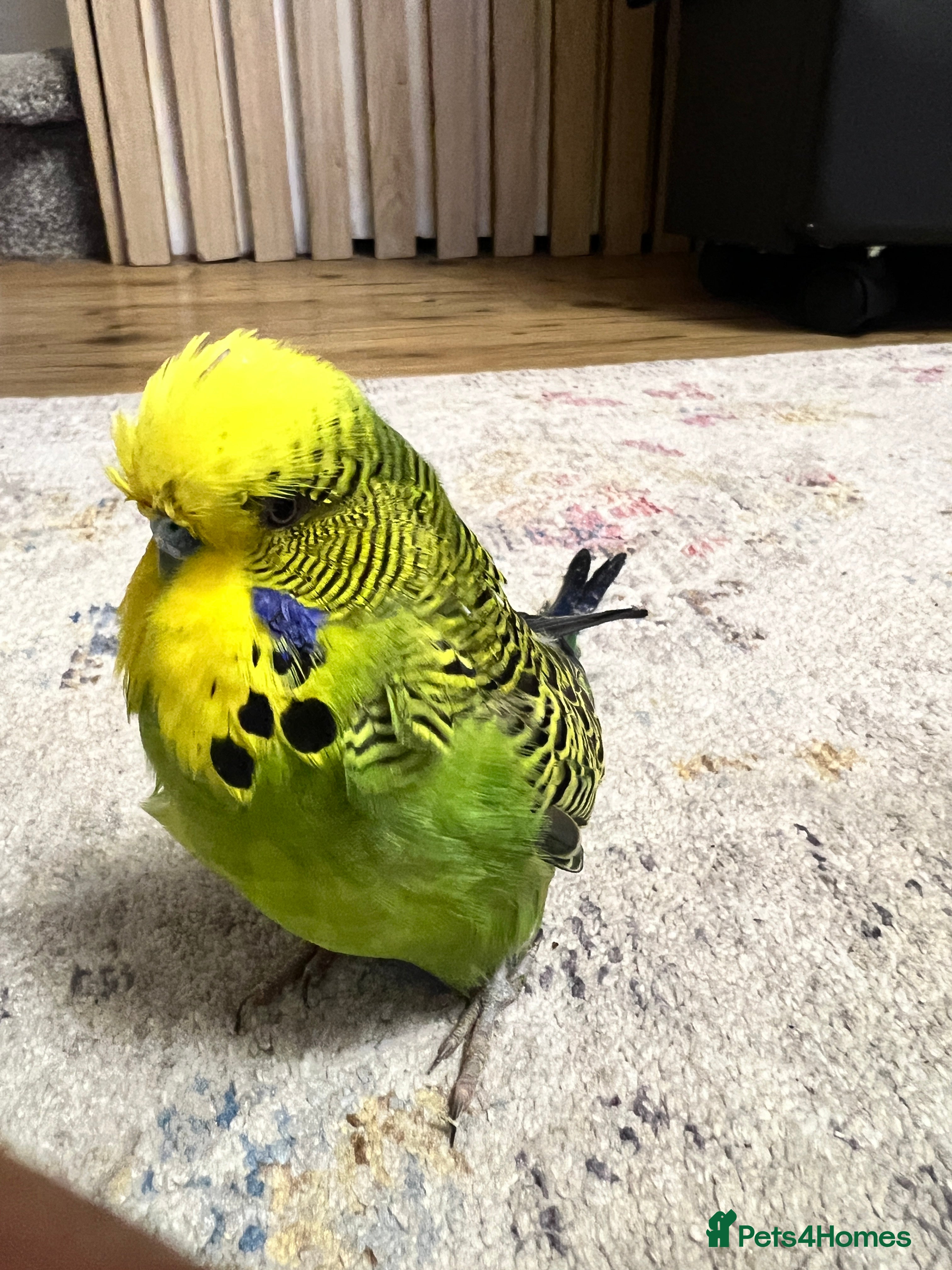 Lovebirds birds Male Budgie - Advert 3