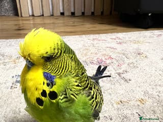 Lovebirds birds Male Budgie - Advert 3