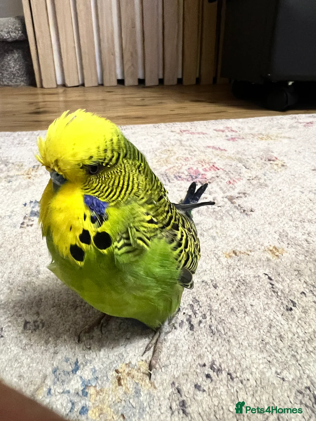 Lovebirds birds for sale: Male Budgie - Advert 1