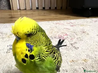 Lovebirds birds Male Budgie - Advert 3