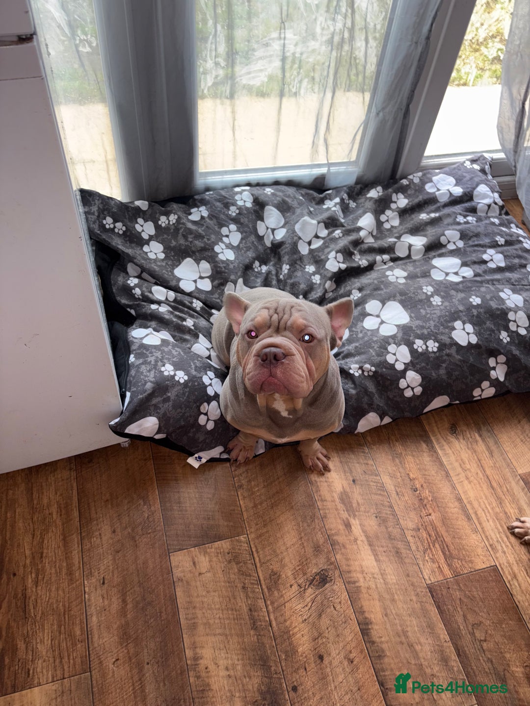 French Bulldog dogs for sale: Male and female frenchie  - Advert 5