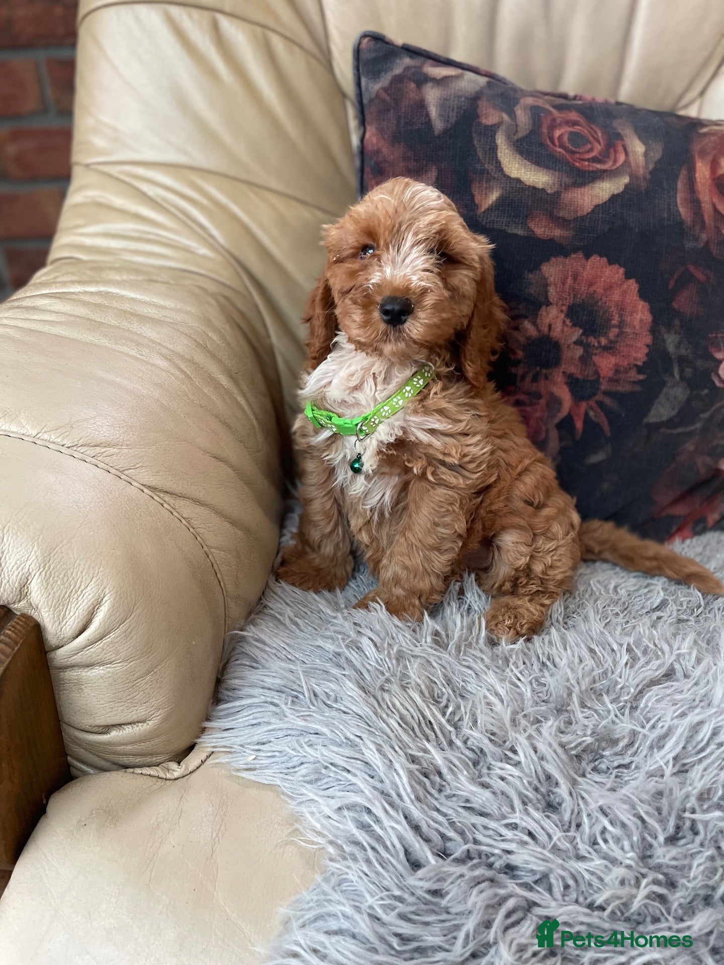 Cockapoo dogs F1 Cockapoo pups - Advert 2