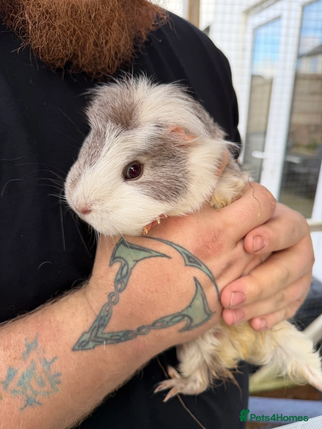 Guinea Pig rodents for sale: 3 Female Guinea Pigs in Helston - Advert 1
