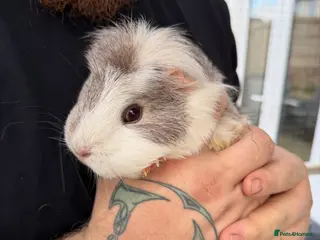 Guinea Pig rodents 3 Female Guinea Pigs - Advert 1