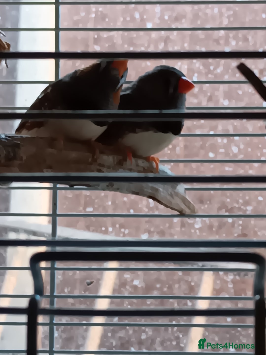 Finches birds for sale: Male zebra finches  - Image 5