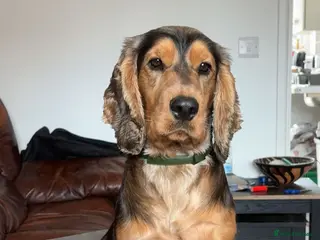 Cocker Spaniel dogs Show type Cocker Spaniel for Stud - Advert 1