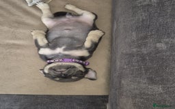 Pug dogs for sale: 2 KC Pug puppies available from a litter of 3. - Image 26