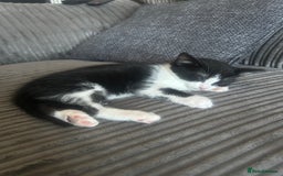 British Longhair cats for sale: Sweet natured,beautiful kitten&seresto fleaCollar  - Image 10