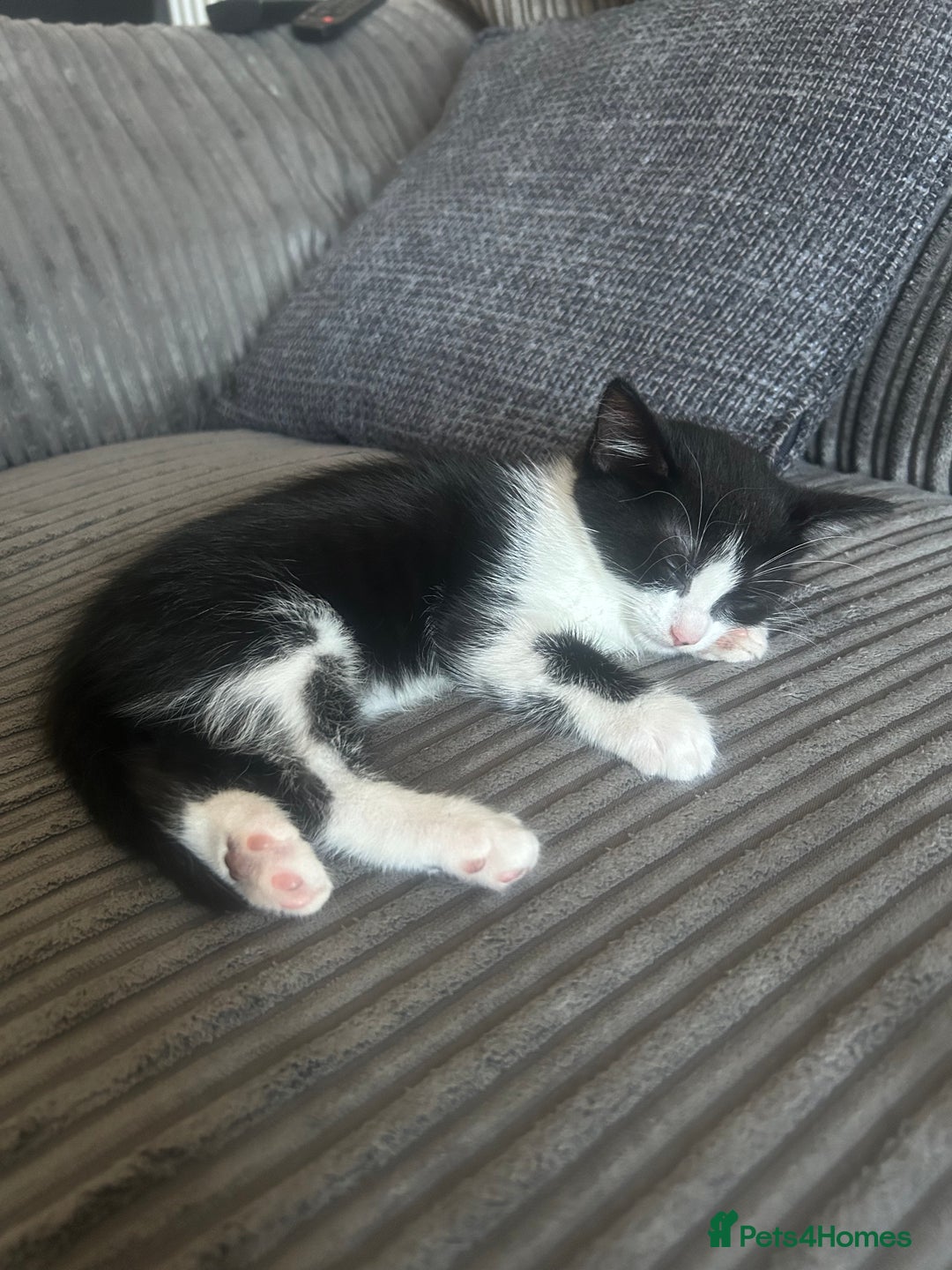 British Longhair cats for sale: Sweet natured,beautiful kitten&seresto fleaCollar  - Image 10