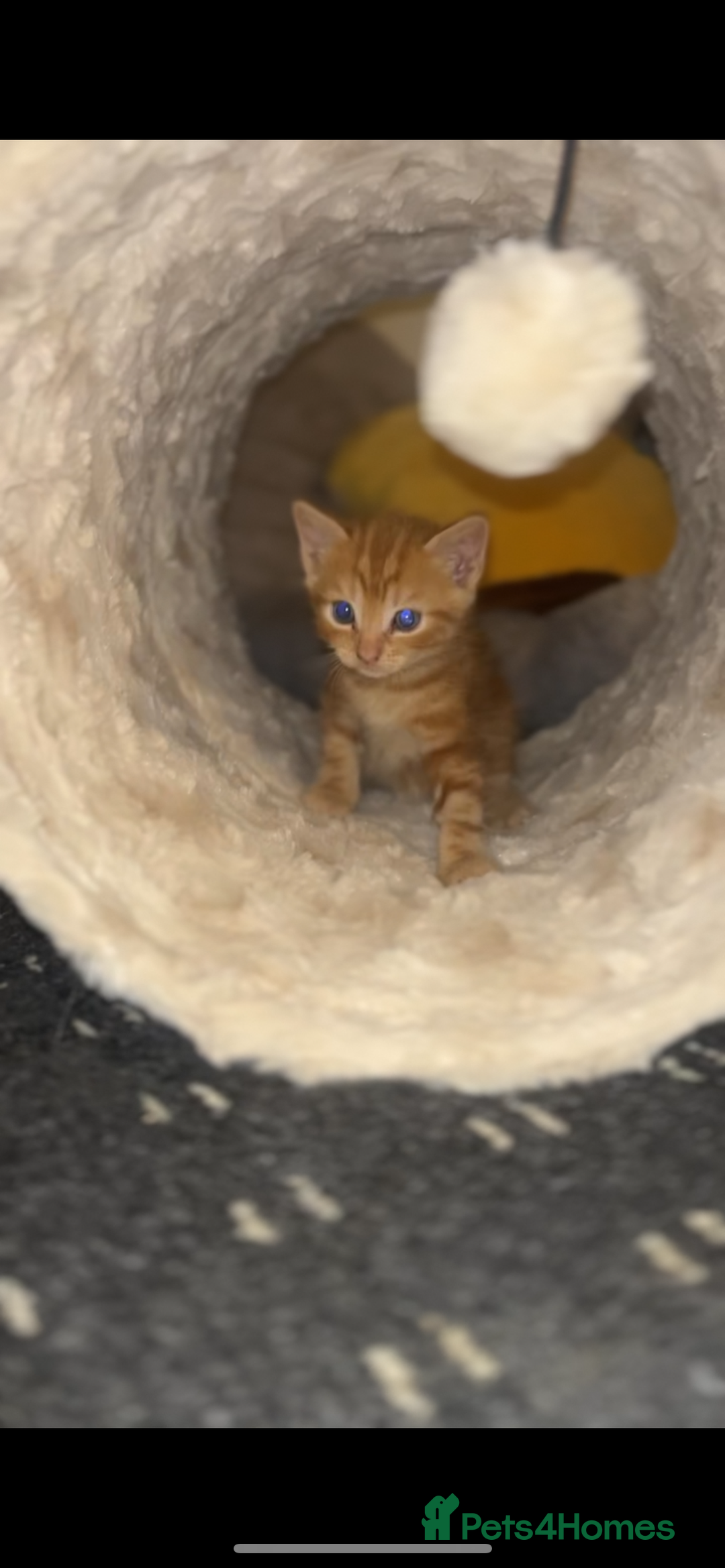 Mixed Breed cats for sale: 4 kittens  - Advert 3