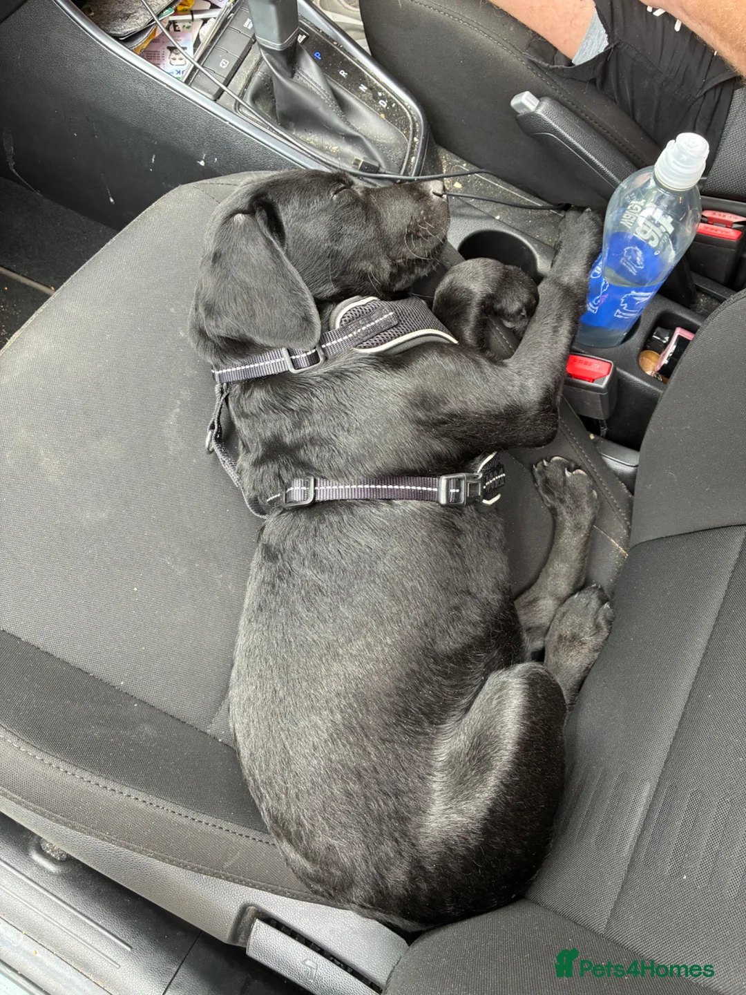 Labrador Retriever dogs for sale: 15 weeks male Labrador puppy - Advert 2
