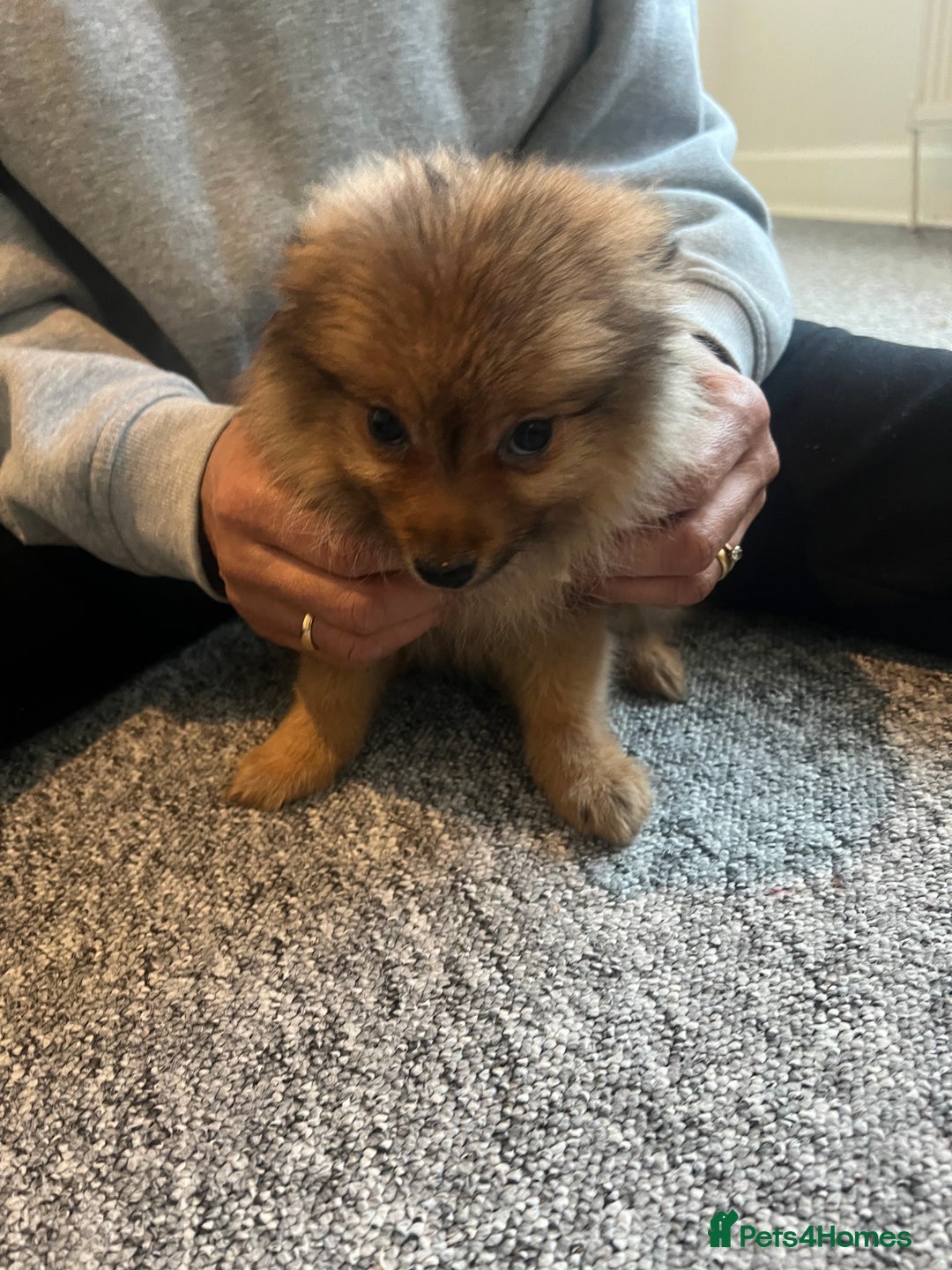 Mixed Breed dogs for sale: The cutest Pups: German & Japanese Pomeranian - Advert 29