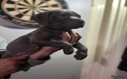 Staffordshire Bull Terrier dogs for sale: Clever Blue Staffordshire Bull Terriers For Sale - Image 7