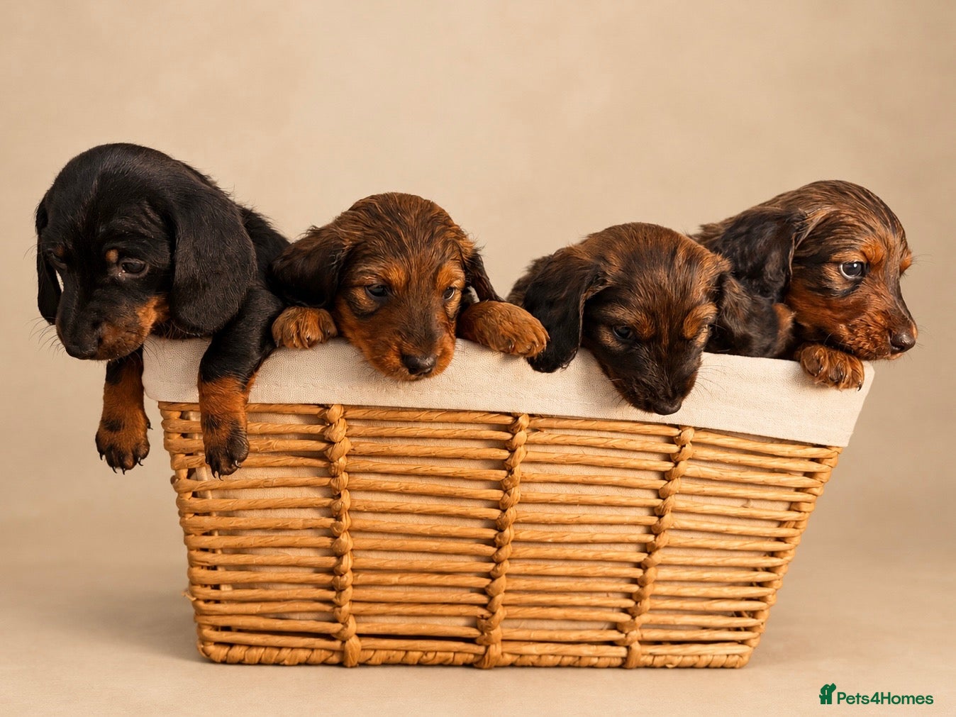Miniature Dachshund dogs 🐾❤️ KC REGISTERED MINIATURE DACHSHUND PUPS ❤️🐾 - Advert 7