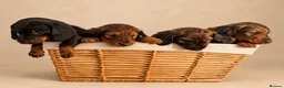 Miniature Dachshund dogs for sale: 🐾❤️ KC REGISTERED MINIATURE DACHSHUND PUPS ❤️🐾 - Advert 1