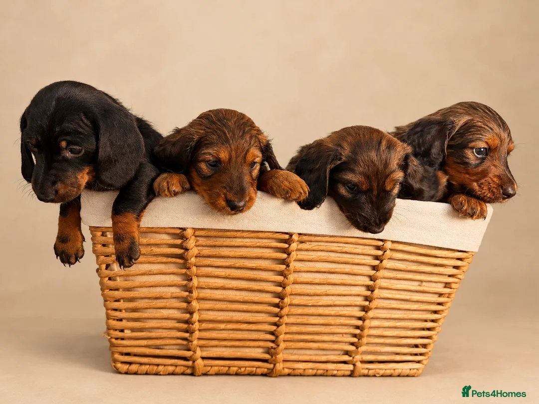Miniature Dachshund dogs for sale: 🐾❤️ KC REGISTERED MINIATURE DACHSHUND PUPS ❤️🐾 - Advert 1