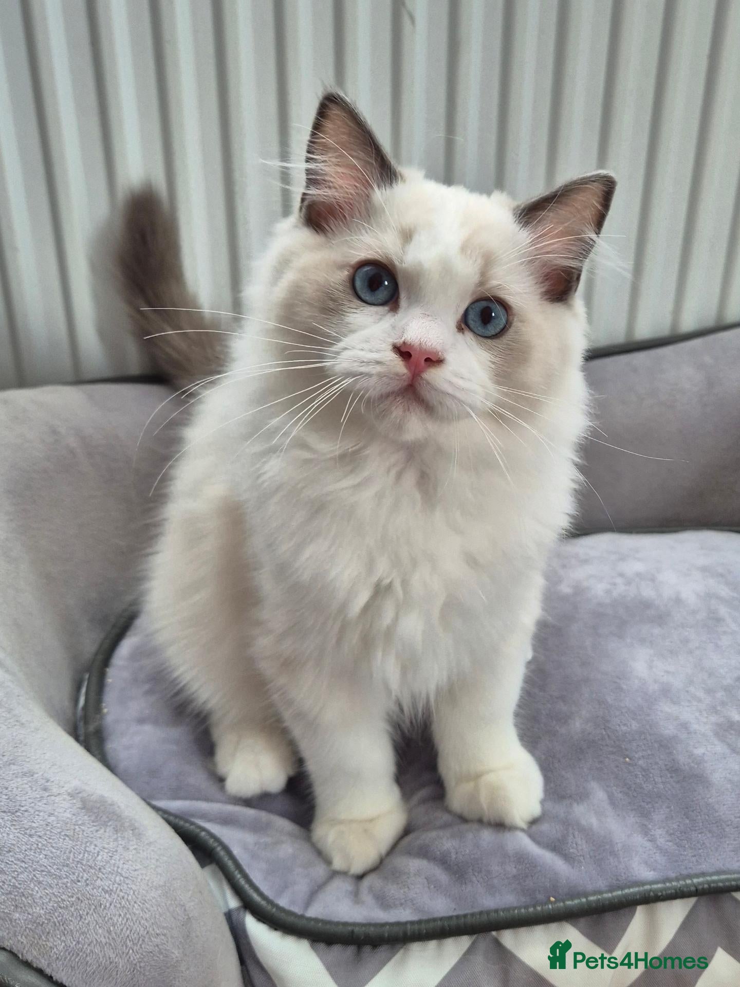 Ragdoll cats Ready Boy TICA registered DNA Tested Ragdoll  - Advert 2