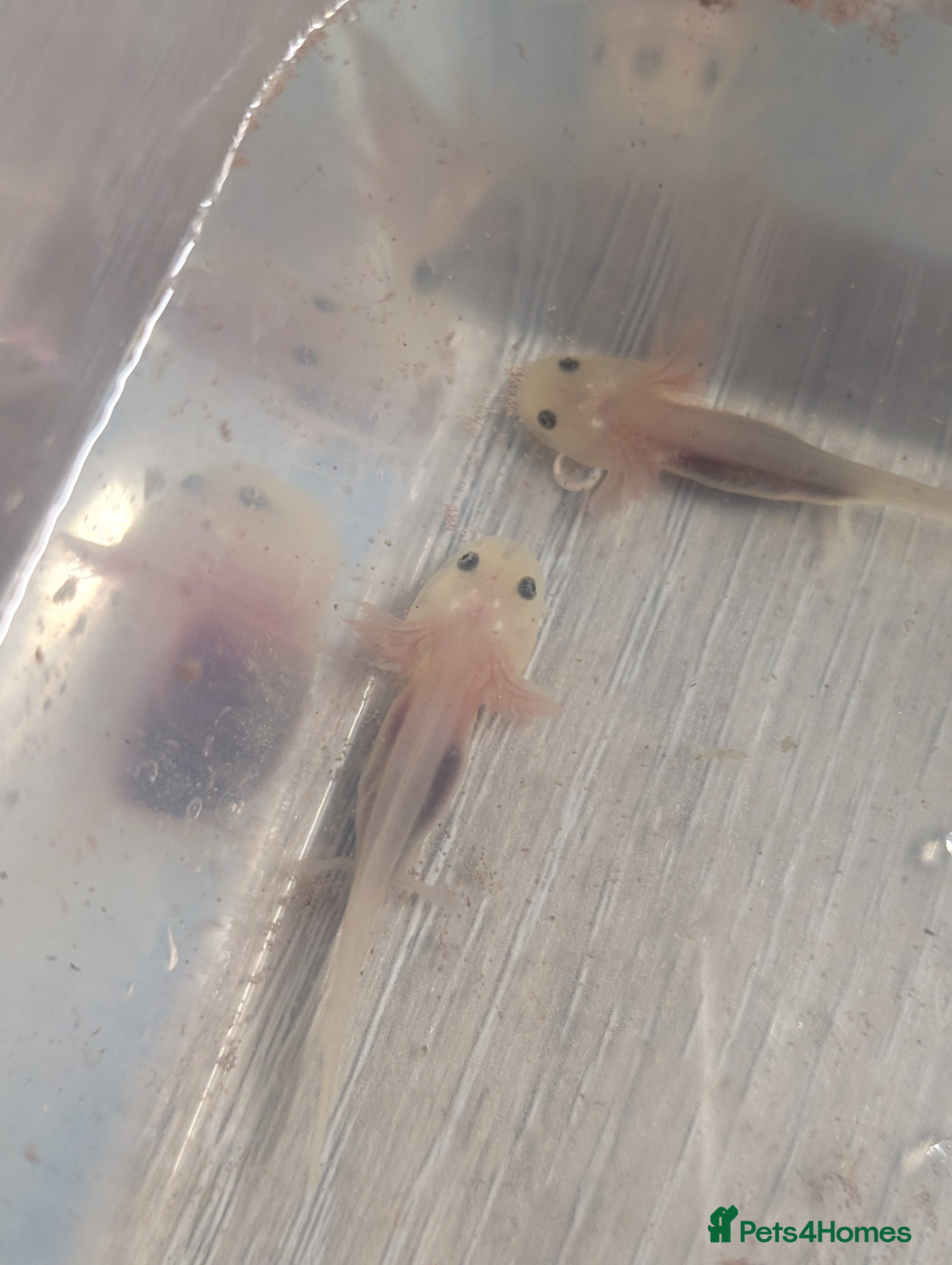 Other/Mixed Breed fish Baby axotlos  in Gosport - Advert 1