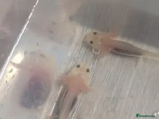 Other/Mixed Breed fish Baby axotlos in Gosport - Advert 1
