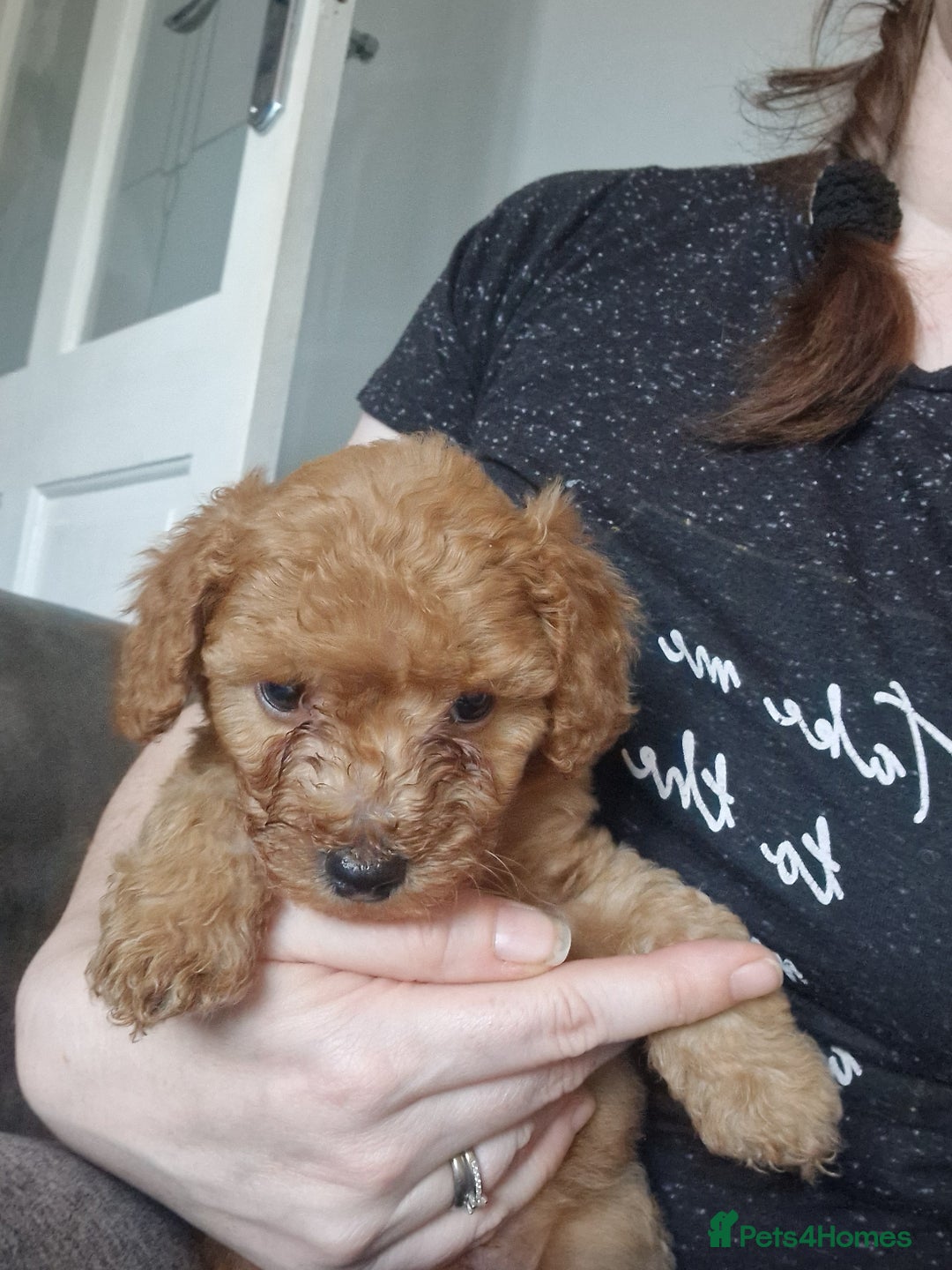 Cavapoochon dogs for sale: Cavapoochon puppies available  - Image 24