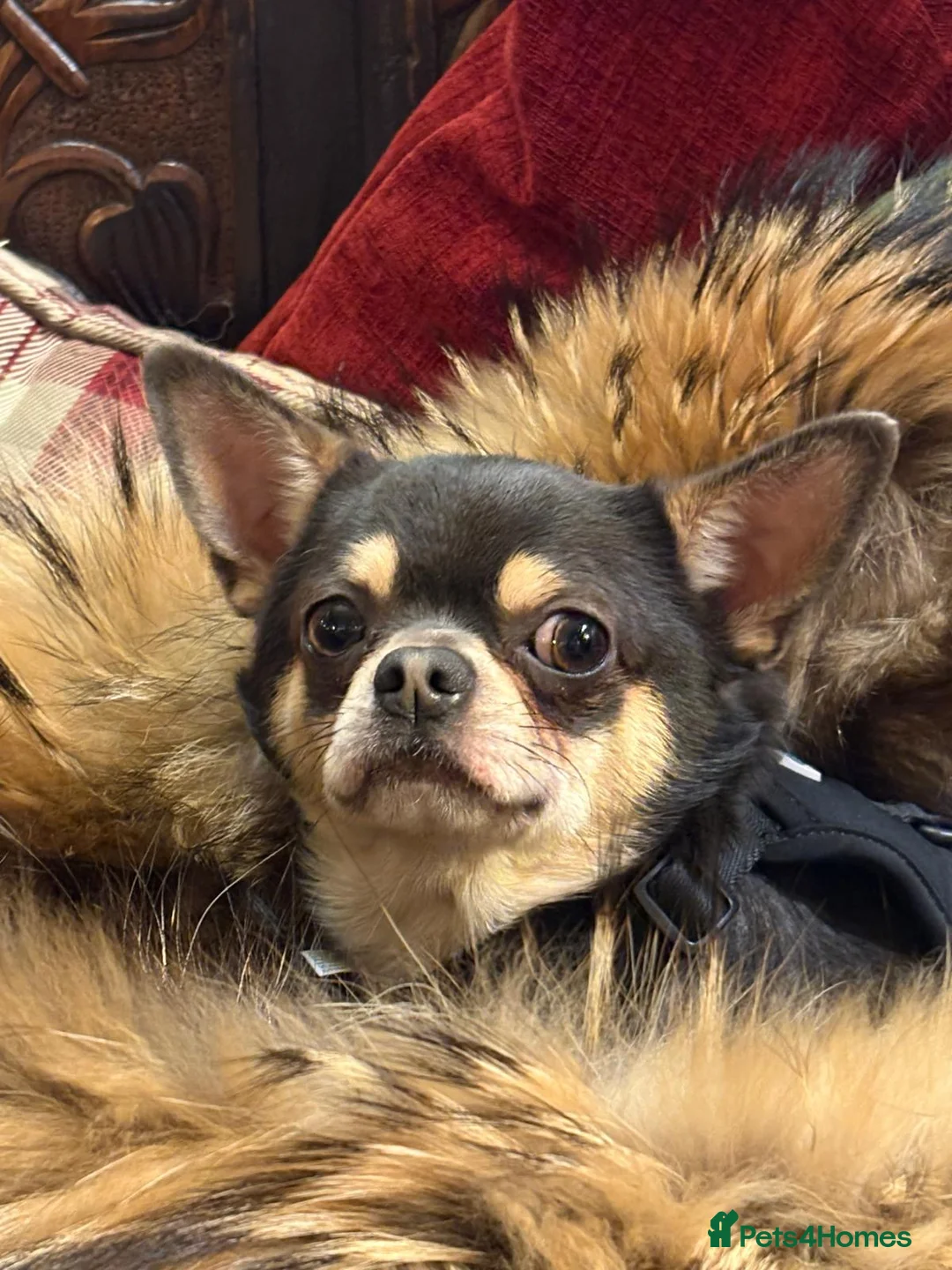 Chihuahua dogs for sale: 🎉BORN 25/12/25🎉. LAST BOY READY 13/03/26 💛💛💛 - Advert 16