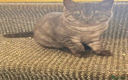British Shorthair cats for sale: Pure British Shorthair DARK FAWN - Image 1
