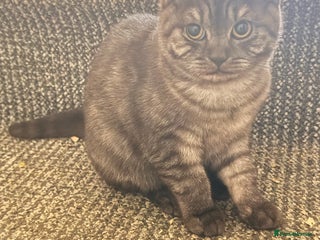 British Shorthair cats - Advert 9