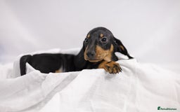 Dachshund dogs for sale: Standard champion bred dachshunds  - Image 22
