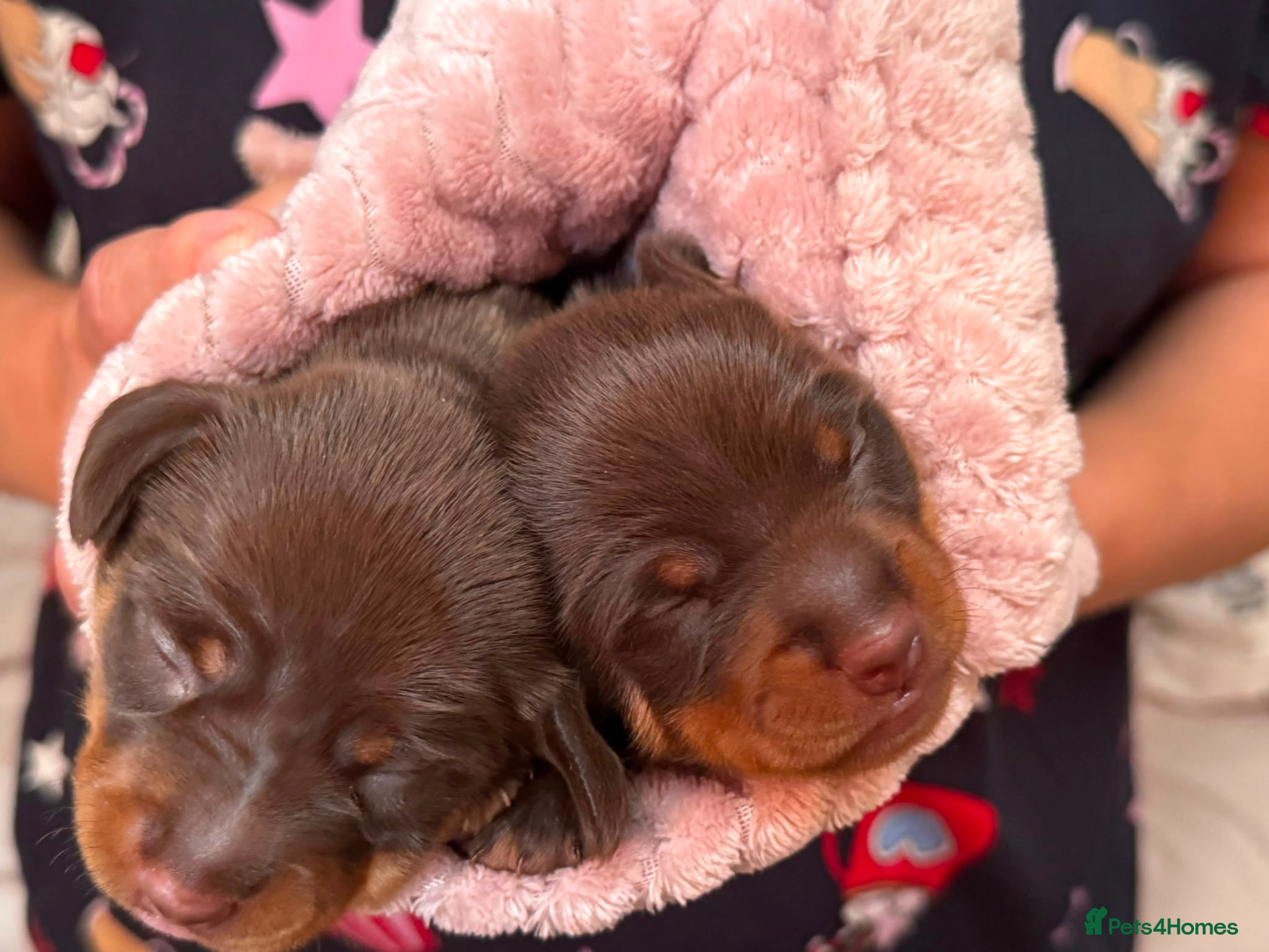 Miniature Dachshund dogs Two chocolate males - Advert 8