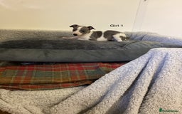 Whippet dogs for sale: Whippets  - Image 11