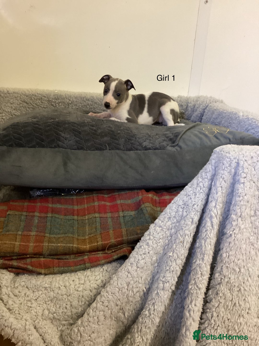 Whippet dogs for sale: Whippets  - Image 11