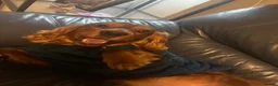 Cocker Spaniel dogs for sale: Ralph in Heywood - Advert 5