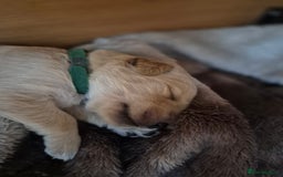Golden Retriever dogs for sale: Incredible KC registered Field Golden retrievers  - Image 10