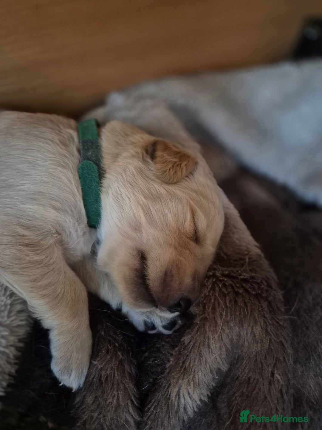 Golden Retriever dogs for sale: Incredible KC registered Field Golden retrievers  - Image 10