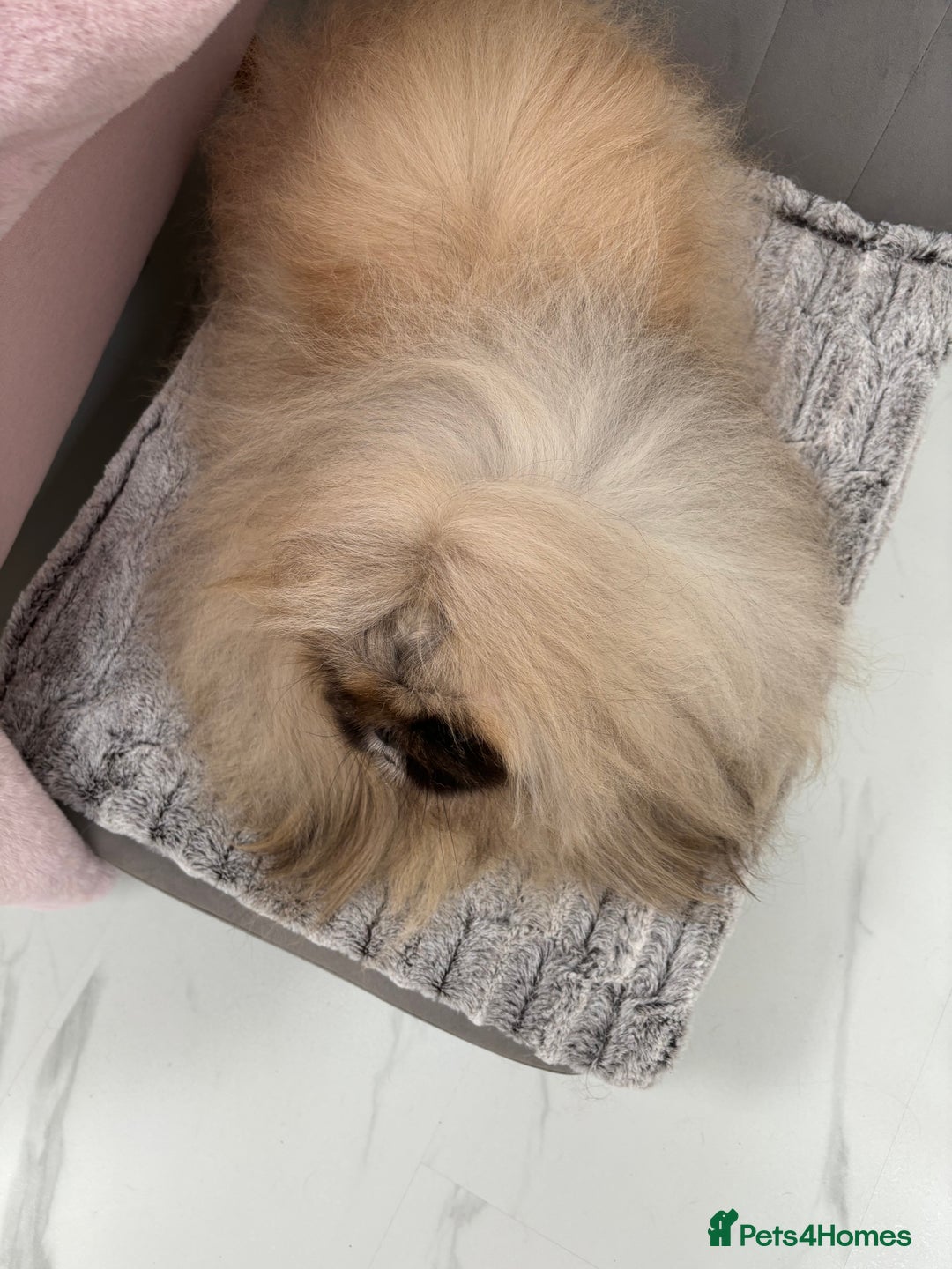 Pekingese dogs for stud: Kc registered Pekingese for stud duties in Truro - Advert 5