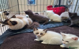 Ragdoll cats for sale: Ragdoll cross siamese kittens  - Image 3