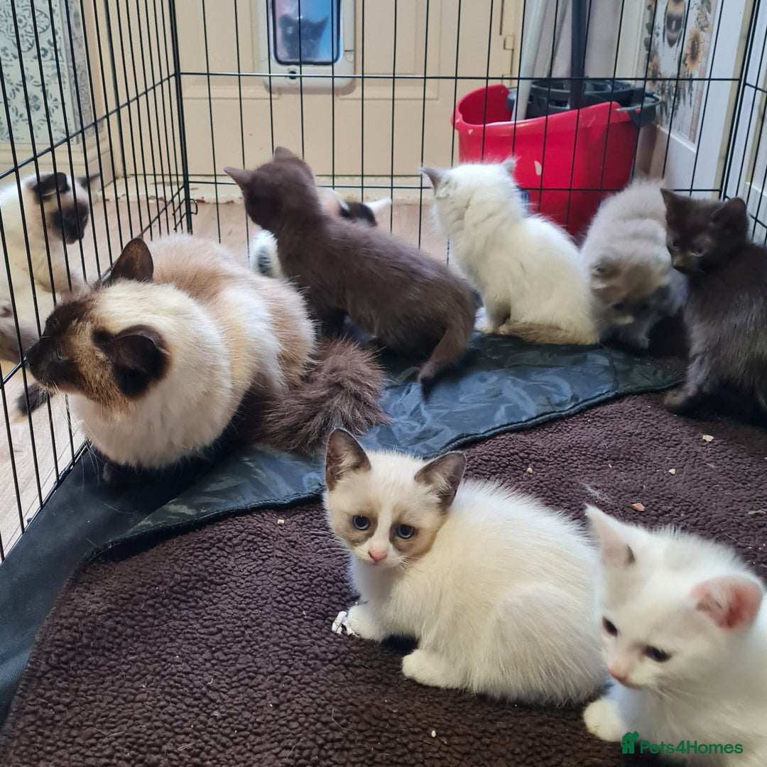 Ragdoll cats for sale: Ragdoll cross siamese kittens  - Image 3