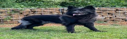 German Shepherd dogs for sale: Exceptional Beautiful litter of long coated  - Advert 3