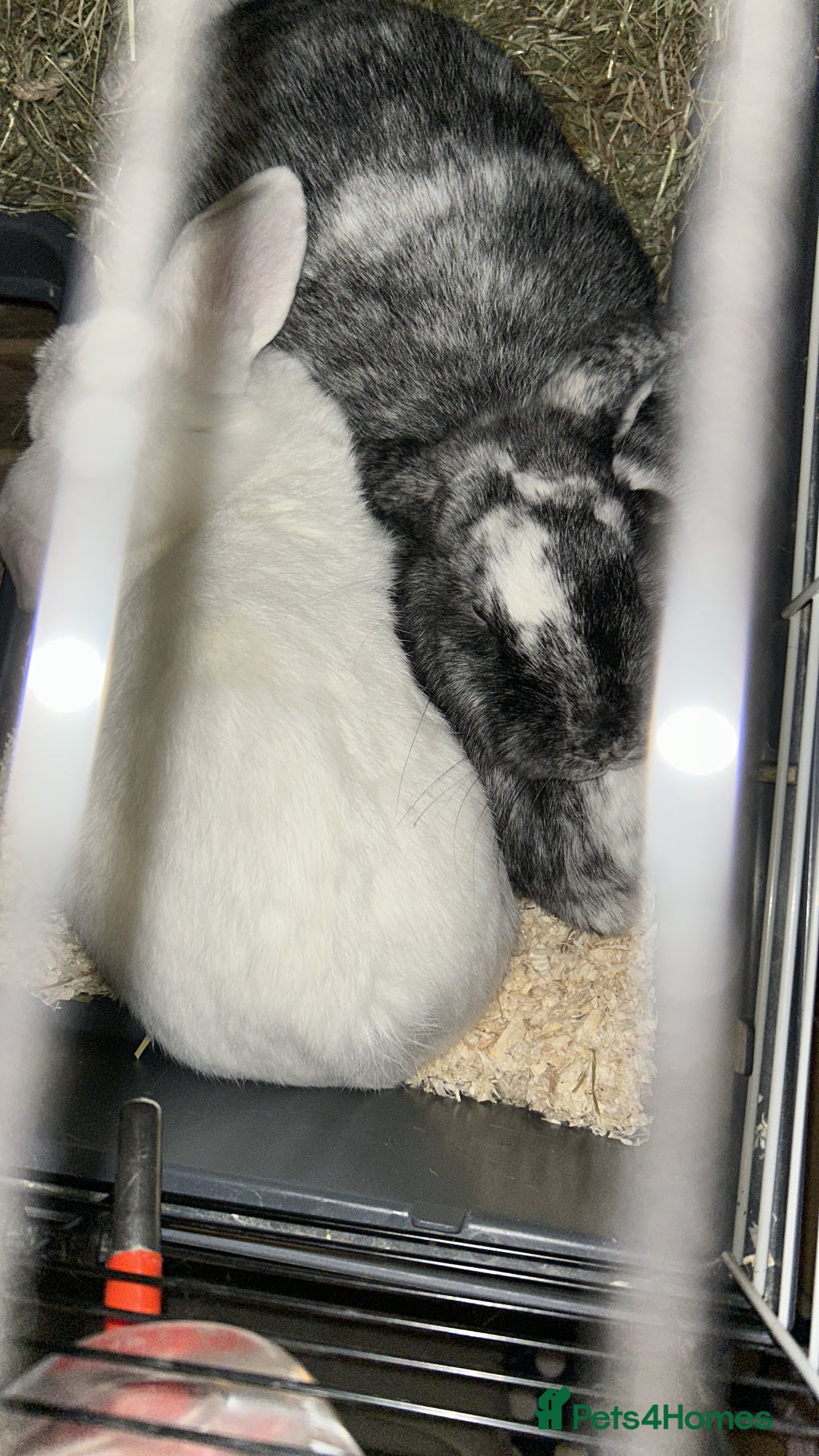 German Lop rabbits for sale: Two male bonded rabbits - Advert 8