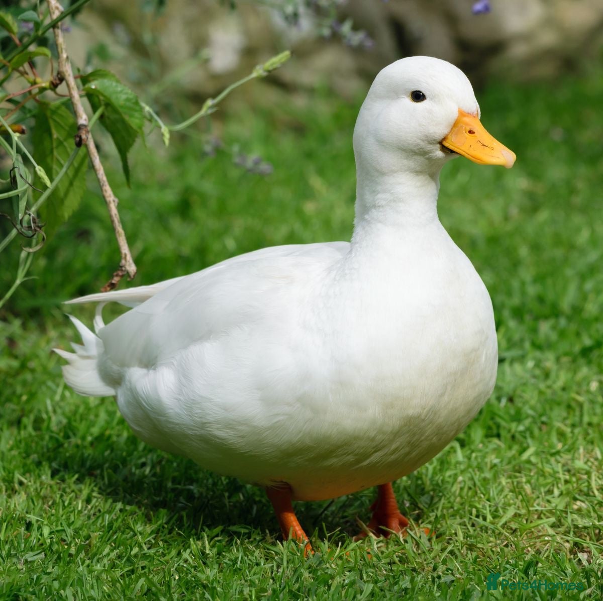 Ducks poultry Adult Call Ducks looking for new homes  - Advert 1