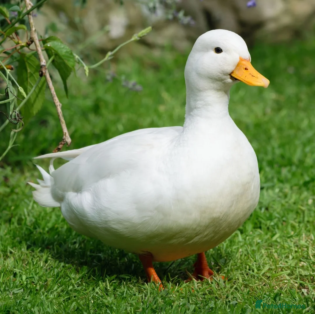 Ducks poultry for sale: Adult Call Ducks looking for new homes  - Advert 1
