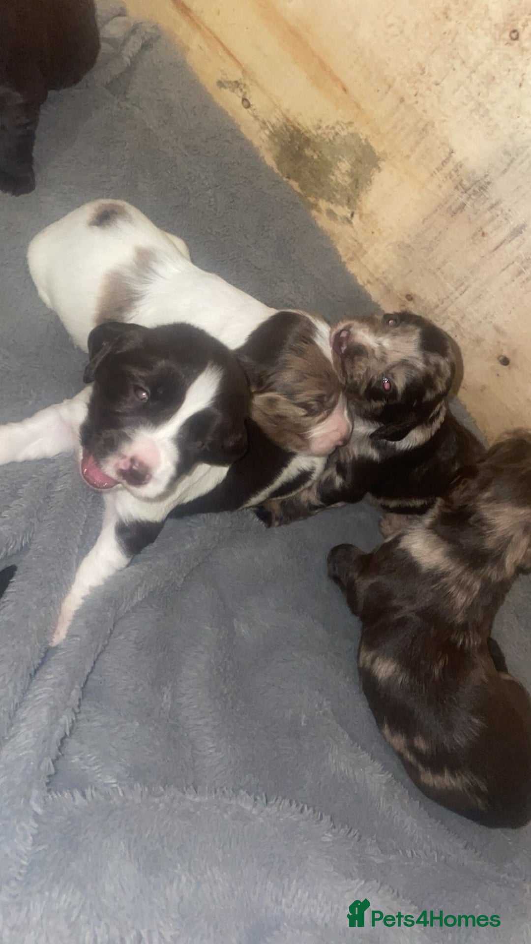 Cocker Spaniel dogs for sale: Stunning Working cocker spaniels  - Advert 5