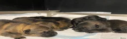 German Shepherd dogs for sale: 🐶Royal Kennel Club Straight Back GSD puppies🐶 - Advert 12